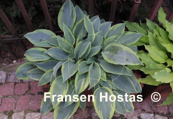 Hosta Teatime